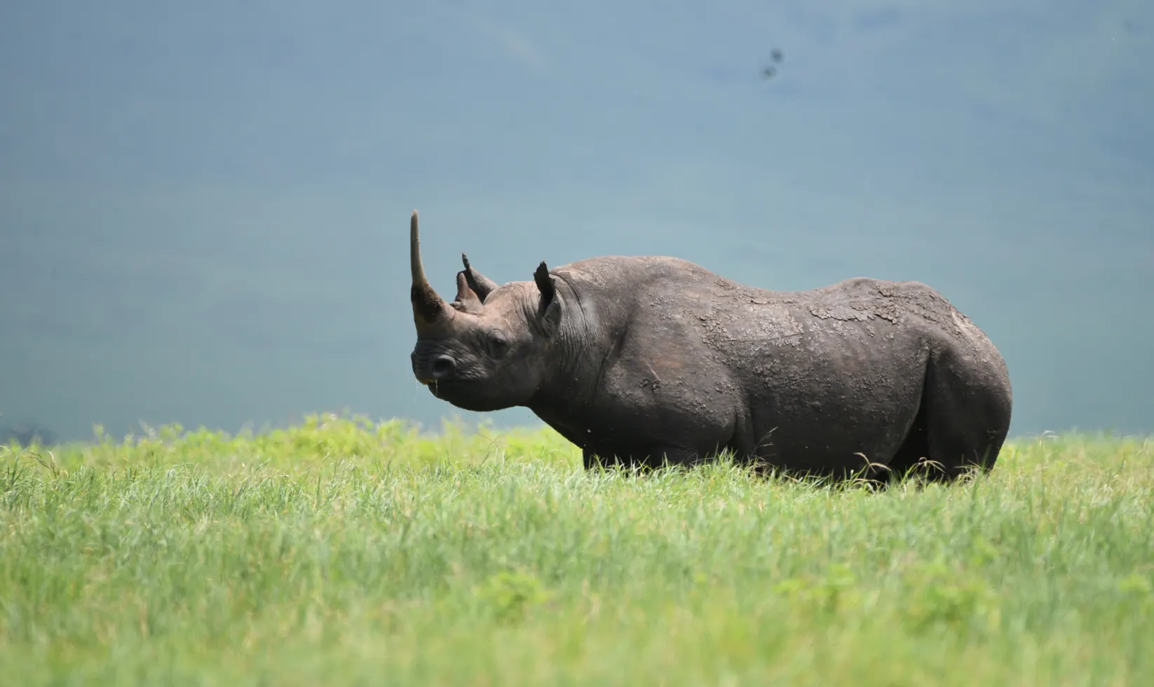 Tanzania safari travel guides and stories