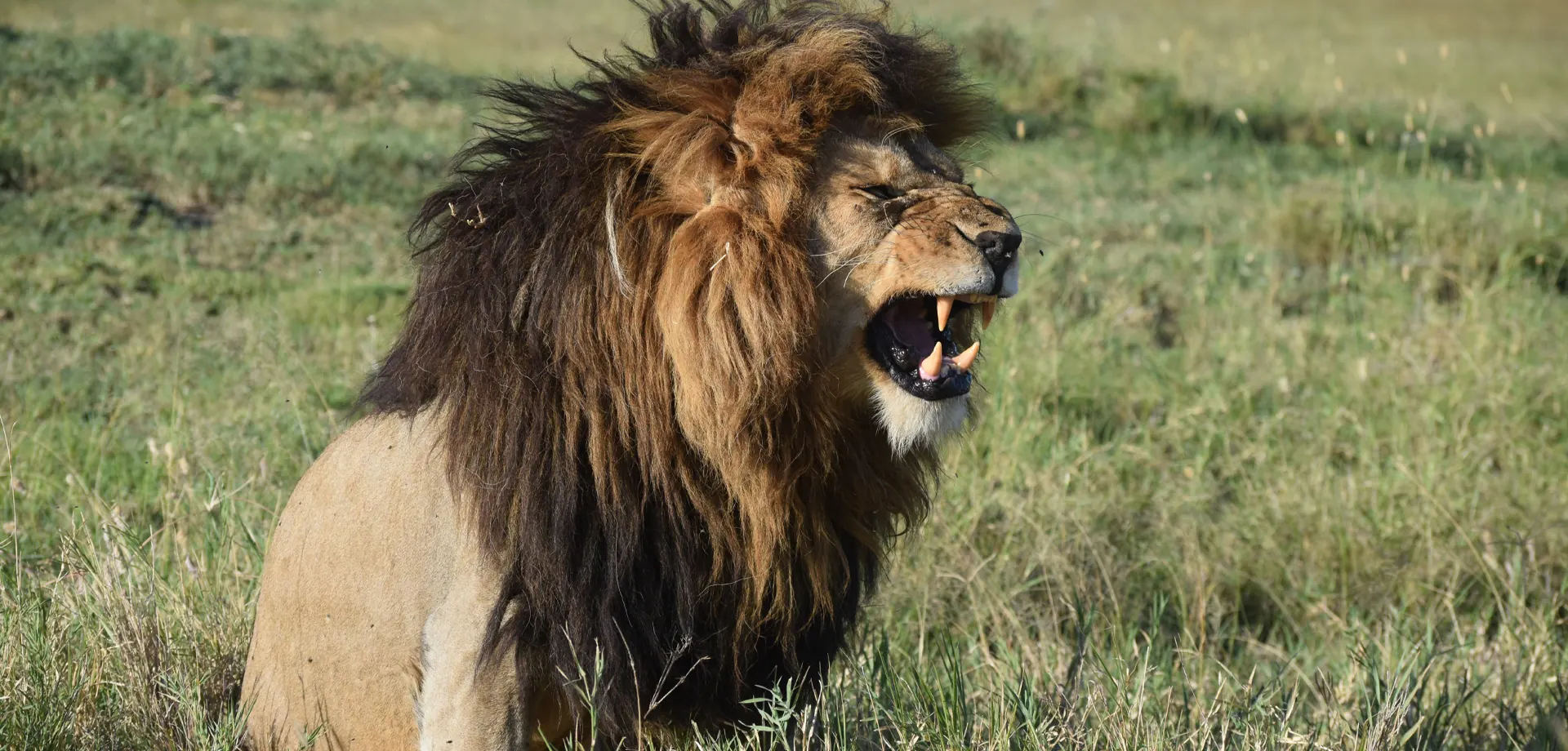 Wildlife safari in Tanzania with Sammy Adventure