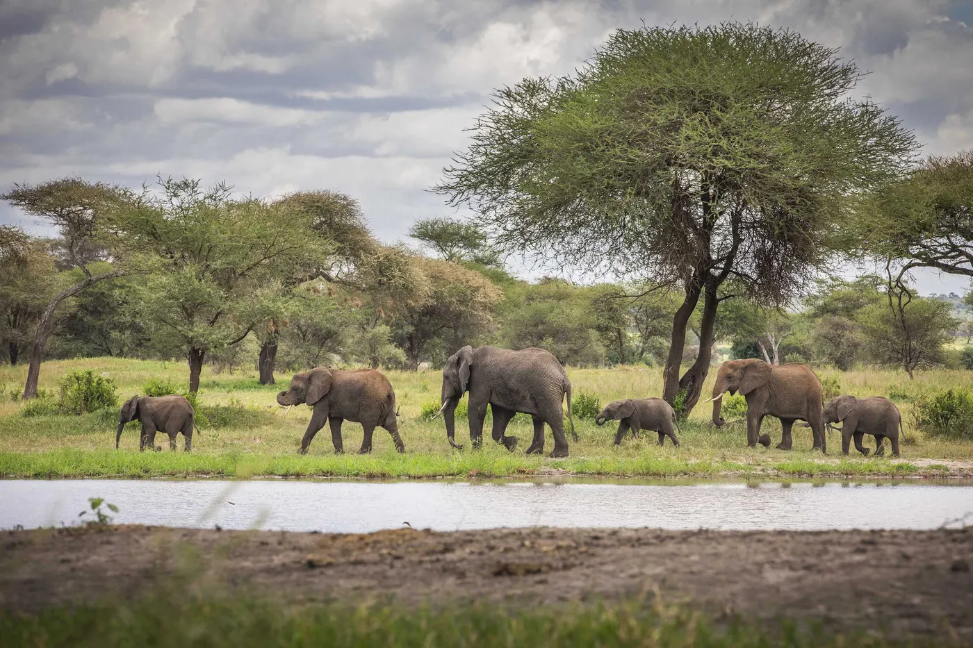 Great Migration and Ndutu Calving