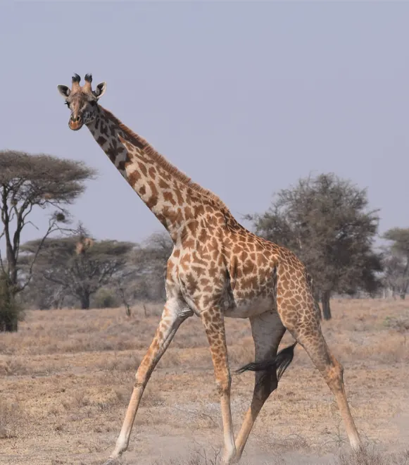 Northern Circuit Wildlife Safaris